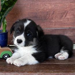 Joey - Black and tan male Pembroke Welsh Corgi puppy in Creston, Iowa from GSF Pembroke Welsh Corgis