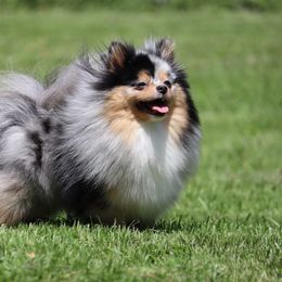 Velo - Blue merle female Pomeranian puppy in Perry County, Ohio from Speechless Pom’s