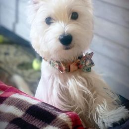 Izabella - West Highland White Terrier
