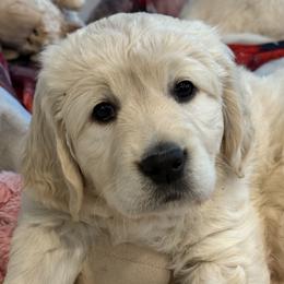 Pink - Light golden female Golden Retriever puppy in Ephrata, Pennsylvania from Goldens Retreat