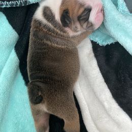 Bulldog Puppies from Bulldawg Vee