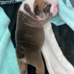 Bulldog Puppies from Bulldawg Vee