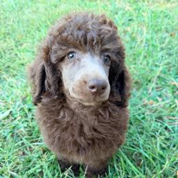 Tweed with training - Brown male Poodle puppy in Boonville, North Carolina from Doods & Dolls