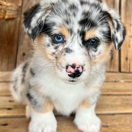 Happy - Blue merle and white female American Corgi puppy in Tome, New Mexico from Blue Diamond Welsh corgis