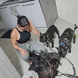 French Bulldog Puppies from Luna and London’s Puppies