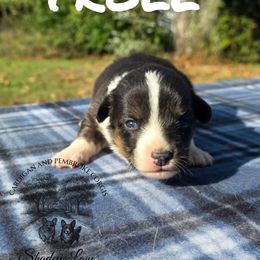 Troll - Black and white male Cardigan Welsh Corgi puppy in Bland, Missouri from Shadey Lane Corgis