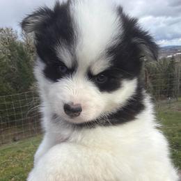 Diesel - Black and white male Pomsky puppy in Mc Minnville, Oregon from West Coast Pomskies