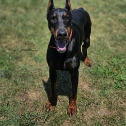 Zelda - Doberman Pinscher
