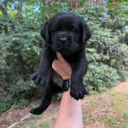 Cricket - Black female Labrador Retriever puppy in Lenoir, North Carolina from Wooten Retrievers