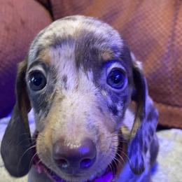 Mia - Dapple female Dachshund puppy in Pennsville, New Jersey from Bay Acres Dachshunds