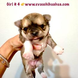 Exotic Beauty - Chocolate sabled fawn female Chihuahua puppy in Santa Rosa Beach, Florida from Eva's Chihuahua