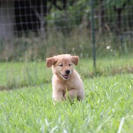 German Shepherds and Golden Retrievers from Von Der Raeuberbande German Shepherds