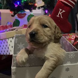 Goldendoodles from So Cal Goldendoodles