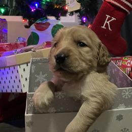 Goldendoodles from So Cal Goldendoodles
