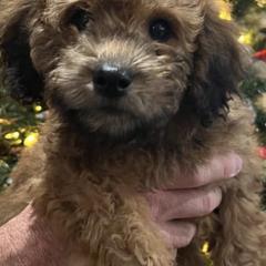 Soft Coated Wheaten Terriers and Whoodles from Miniature Whoodles & Wheaten terriers Utah