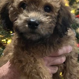 Soft Coated Wheaten Terriers and Whoodles from Miniature Whoodles & Wheaten terriers Utah