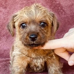Red Collar Male - Red wheaten male Norfolk Terrier puppy in Bristol, Tennessee from Holston Hollow Farm
