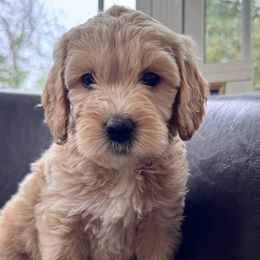 Nancy (Oakley) - Cream female Goldendoodle puppy in Rocky Point, North Carolina from CelticDoods