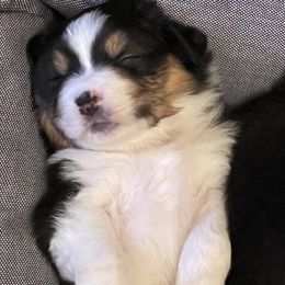Australian Shepherd Puppies from Thunder River