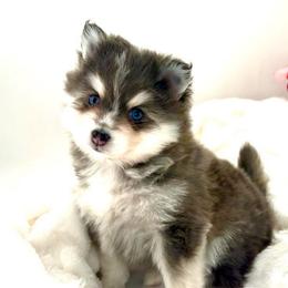 Georgia - Blue female Pomsky puppy in Michigan from Blue Water Pomskies