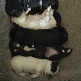 Maltipoo Puppies from Kirksey Texas Elite Maltidoodles