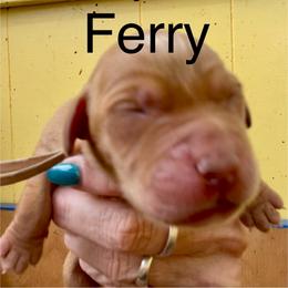 Harper's Ferry - Yellow female Labrador Retriever puppy in Mineral, Virginia from Canine Assist