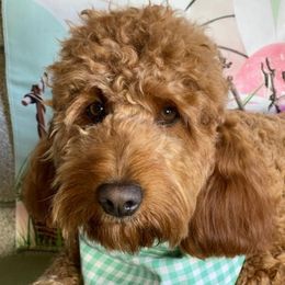 Millie - Goldendoodle