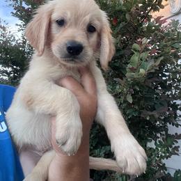 Red collar - Golden female Golden Retriever puppy in Jesup, Georgia from Painted Platinum Retrievers (Painted Platinum Kennel) PPK