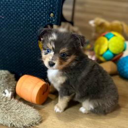 Sandi - Blue merle female Toy Australian Shepherd puppy in Luling, Texas from Little Wood Toy and Mini Aussies