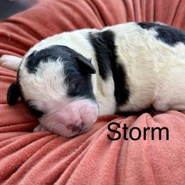 Storm - Black and white male Bernedoodle puppy in Russellville, Arkansas from Crossgate Doodles