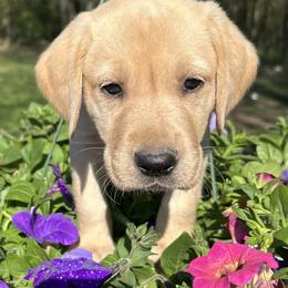 Labrador Retriever puppies from Three Point Play