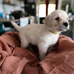 Sunny - Cream female Goldendoodle puppy in Austin, Texas from Alex's Goldendoodles