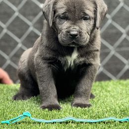 Emerald - Gray brindle female Cane Corso puppy in Pollock Pines, California from Capitol City Cane Corso