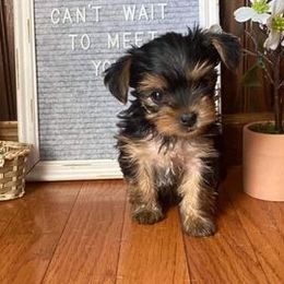 Yorkshire Terriers from Odenstead Canines