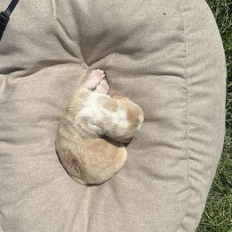 Boy 5 “Cookie Dough” - Lemon and white male Basset Hound puppy in Loup City, Nebraska from WoodKrick Bassets