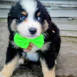 MINTY - Black tri male Miniature American Shepherd puppy in Rensselaerville, New York from Callen Kennels