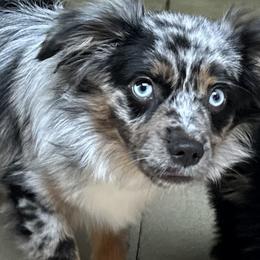Thor - Miniature American Shepherd
