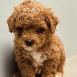 Bernedoodle, Goldendoodle, and Poodle Puppies from 4goldendoodles