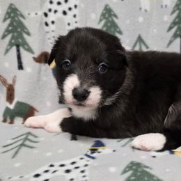 Girl 3 - Black and white female Border Collie puppy in Pennsylvania from Winter Creek Border Collies