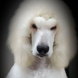 Poodle Puppies from Cabernet Standard Poodles