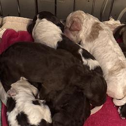 Pup 5 - Brown male Lagotto Romagnolo puppy in Old Saybrook, Connecticut from Sherlyn Kennels