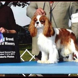 Cavalier King Charles Spaniel Puppies from Castlemar Cavaliers