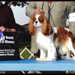 Cavalier King Charles Spaniel Puppies from Castlemar Cavaliers