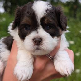 Coast - Liver and white male Shihpoo puppy in Coshocton, Ohio from Forever Family Puppies
