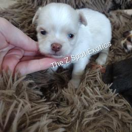 Leprechaun - Cream and white male Chihuahua puppy in Dandridge, Tennessee from The Z Spot Exotics