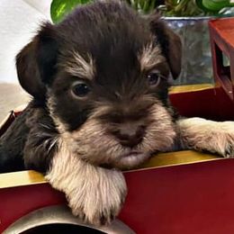 Miniature Schnauzers from Garrett Livestock & Schnauzers