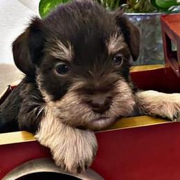 Miniature Schnauzers from Garrett Livestock & Schnauzers