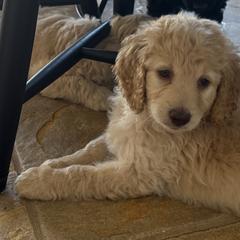 Double Doodles from Royal Litter