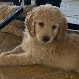 Double Doodles from Royal Litter