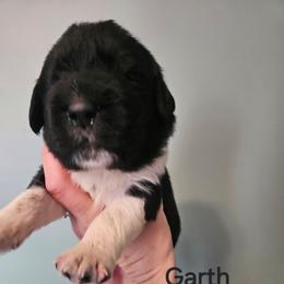 Garth - White and black male Newfoundland puppy in Honey Grove, Pennsylvania from Heinrich Family Newfoundlands